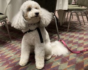 River, Diana Haneski's therapy dog, sitting on red carpet.